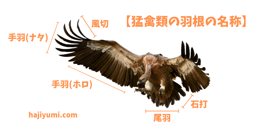 弓道の矢に使われている羽根の特徴と注意点 犬鷲ほか ととログ